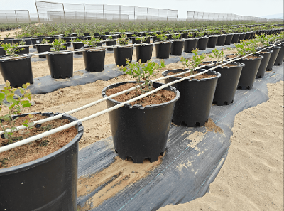 Wholesale Fruit Punnets for Sale